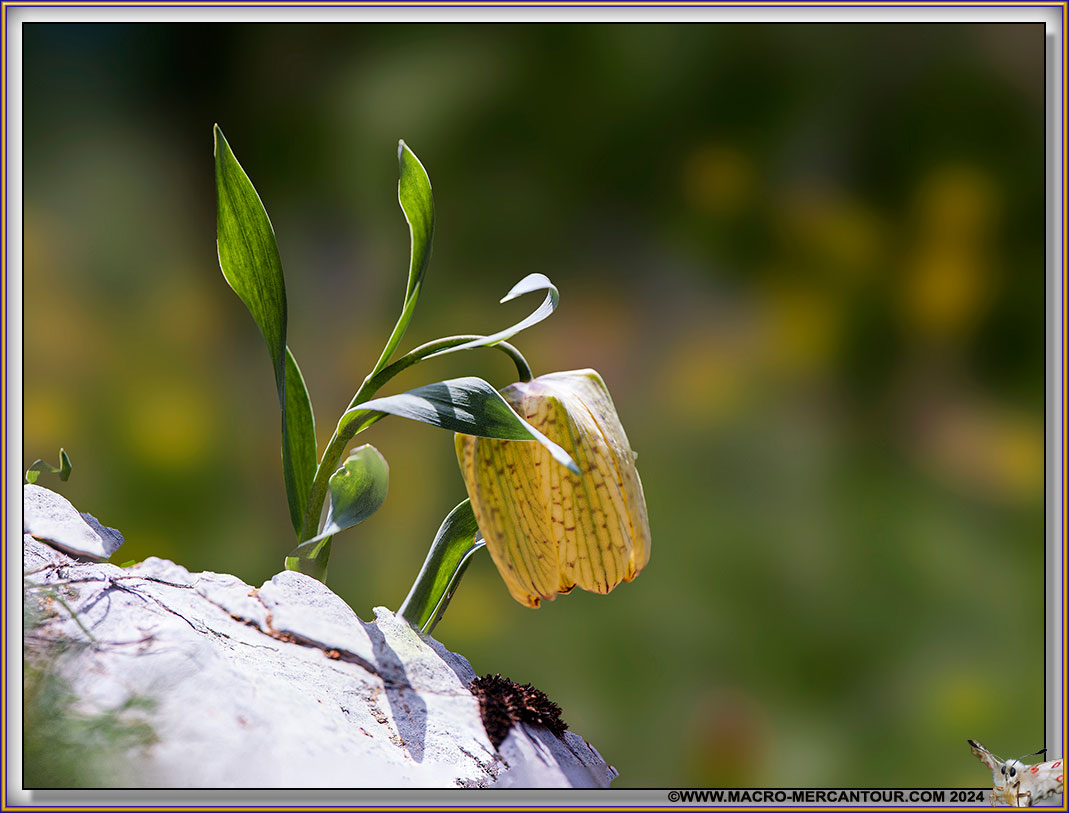 Fritillaire de Moggridge